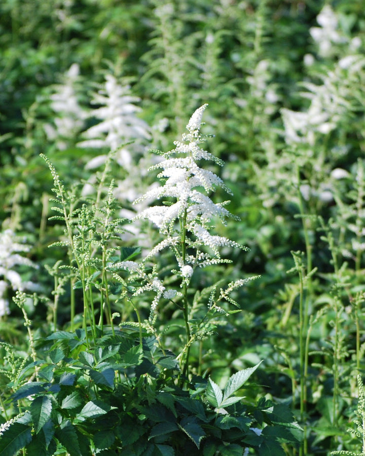 Astilbe japonica 'Deutschland' (False Spirea)