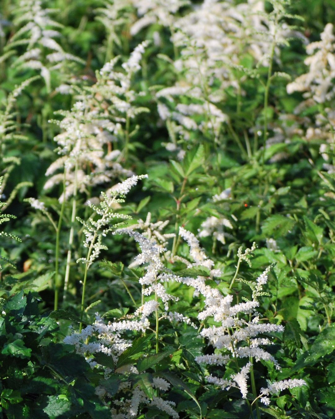 Astilbe japonica 'Deutschland' (False Spirea)