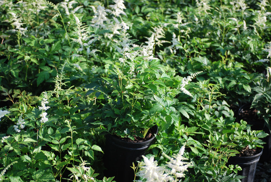 Astilbe japonica 'Deutschland' (False Spirea)