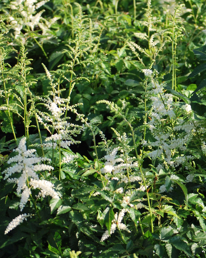 Astilbe japonica 'Deutschland' (False Spirea)
