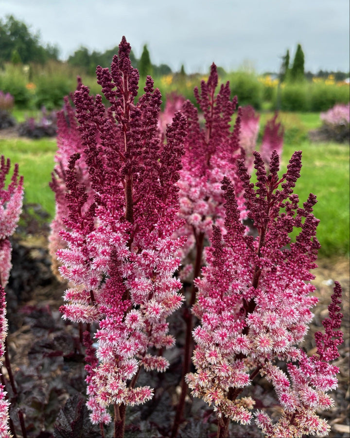 Astilbe x 'Dragon's Lair' (False Spirea)