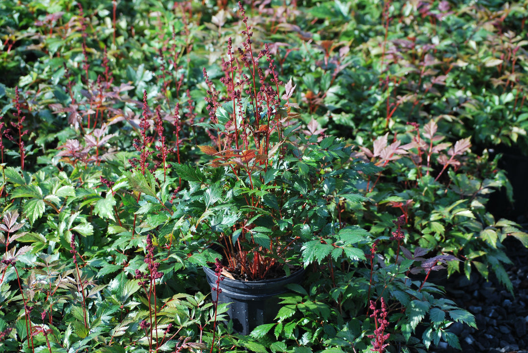 Astilbe arendsii 'Fanal' (False Spirea)