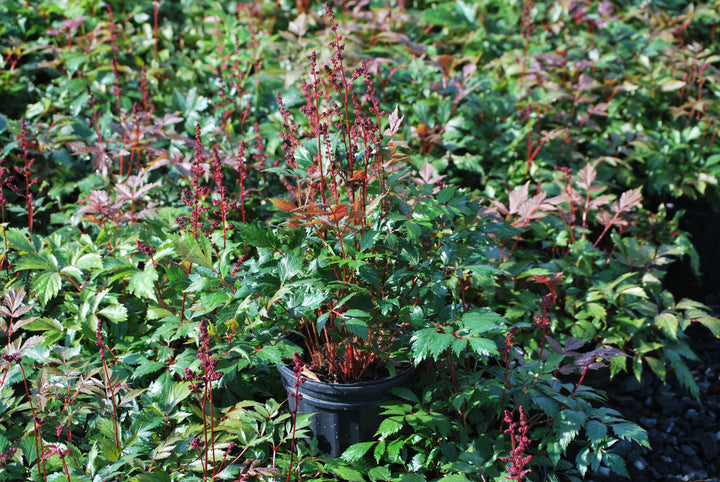 Astilbe arendsii 'Fanal' (False Spirea)