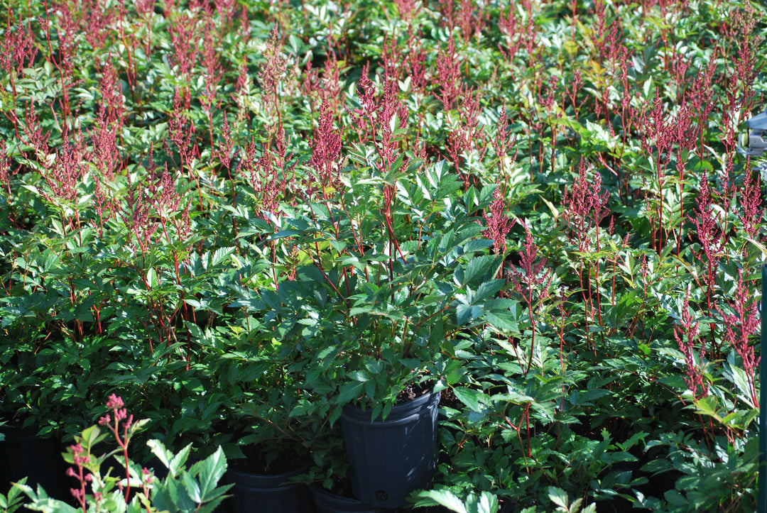 Astilbe arendsii 'Fanal' (False Spirea)