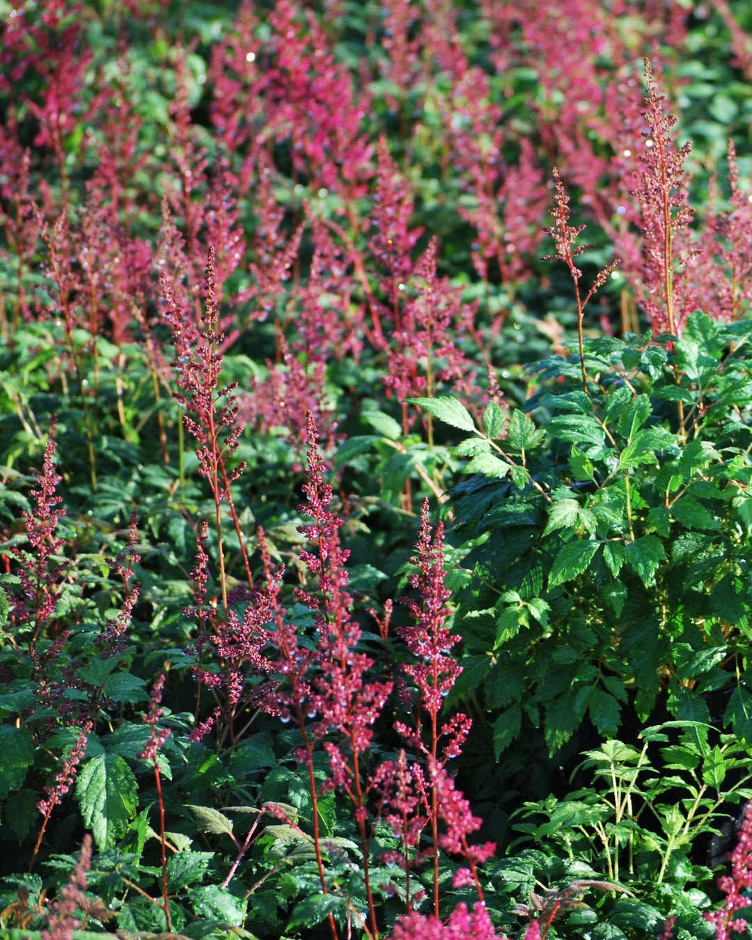 Astilbe arendsii 'Fanal' (False Spirea)