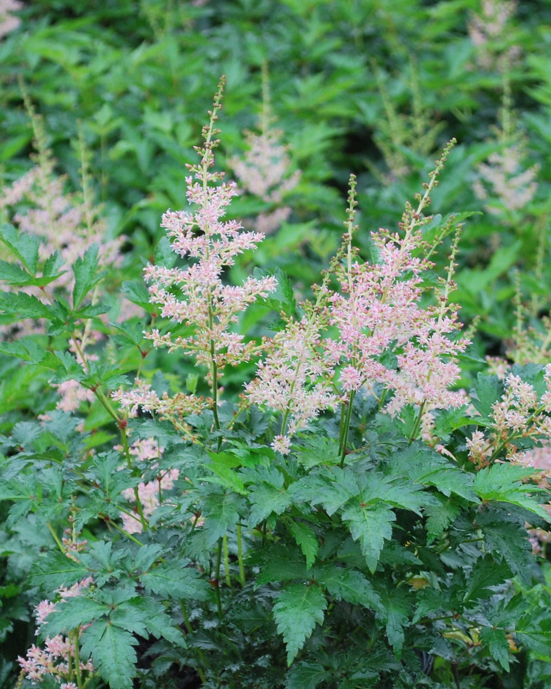 Astilbe simplicifolia 'Hennie Graafland' (False Spirea)