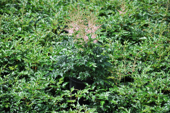 Astilbe simplicifolia 'Hennie Graafland' (False Spirea)