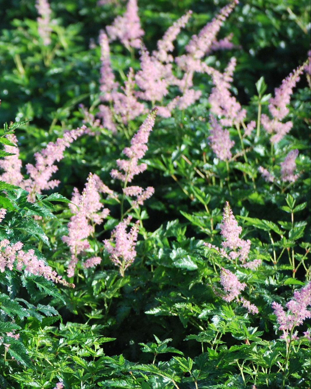 Astilbe simplicifolia 'Hennie Graafland' (False Spirea)