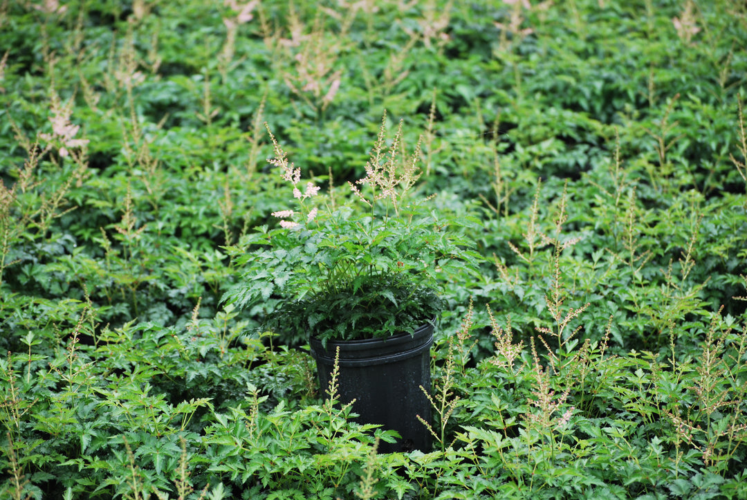 Astilbe simplicifolia 'Hennie Graafland' (False Spirea)