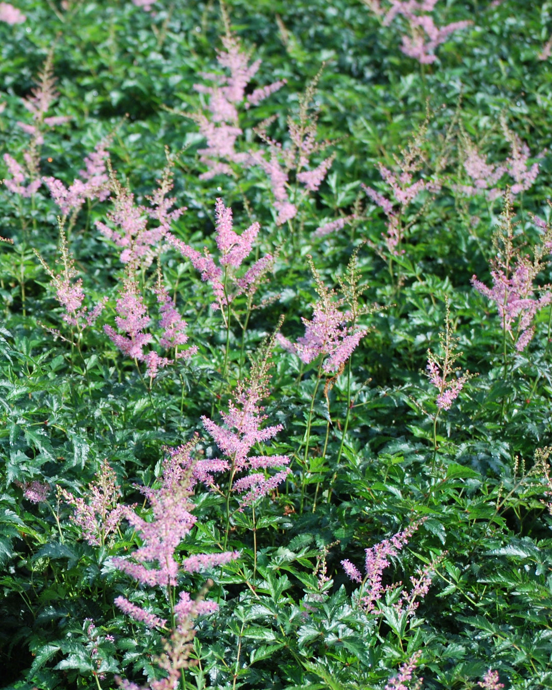 Astilbe simplicifolia 'Hennie Graafland' (False Spirea)