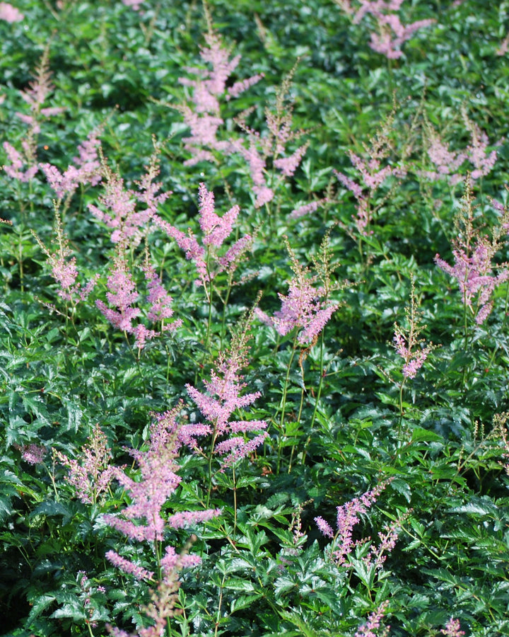 Astilbe simplicifolia 'Hennie Graafland' (False Spirea)