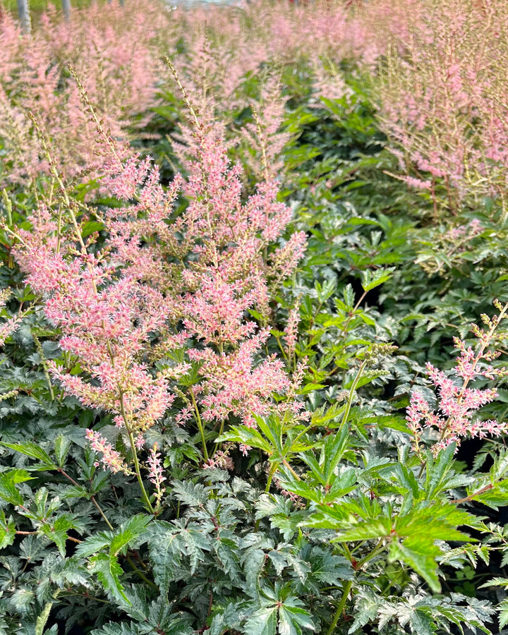 Astilbe simplicifolia 'Hennie Graafland' (False Spirea)