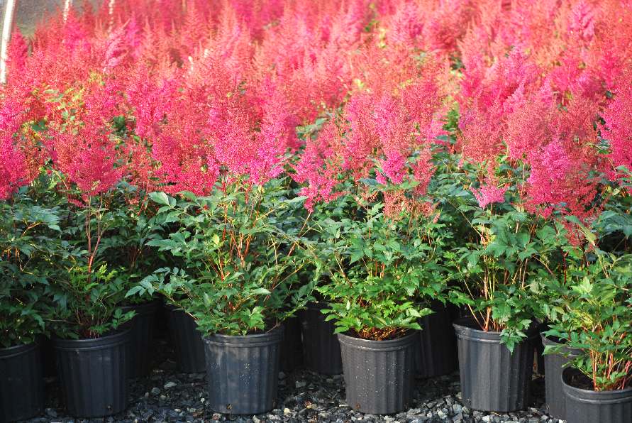 Astilbe japonica 'Montgomery' (False Spirea)