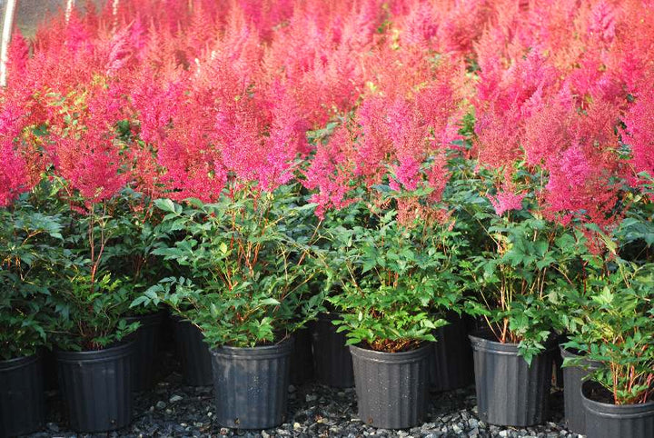 Astilbe japonica 'Montgomery' (False Spirea)