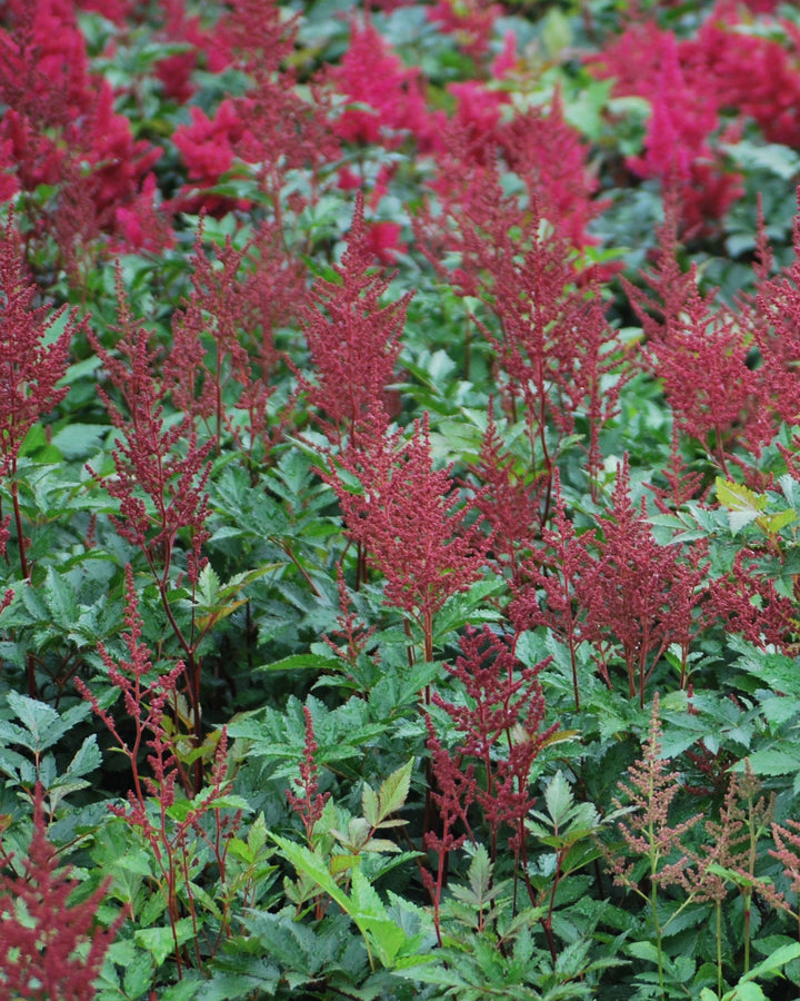 Astilbe japonica 'Montgomery' (False Spirea)