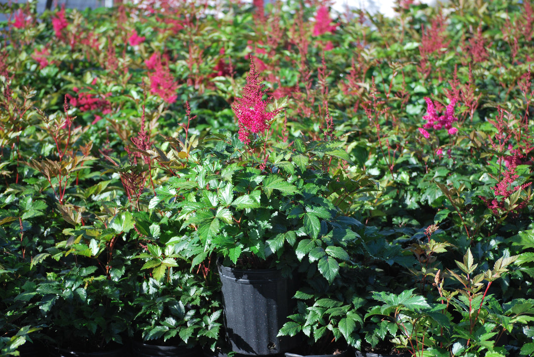 Astilbe japonica 'Montgomery' (False Spirea)