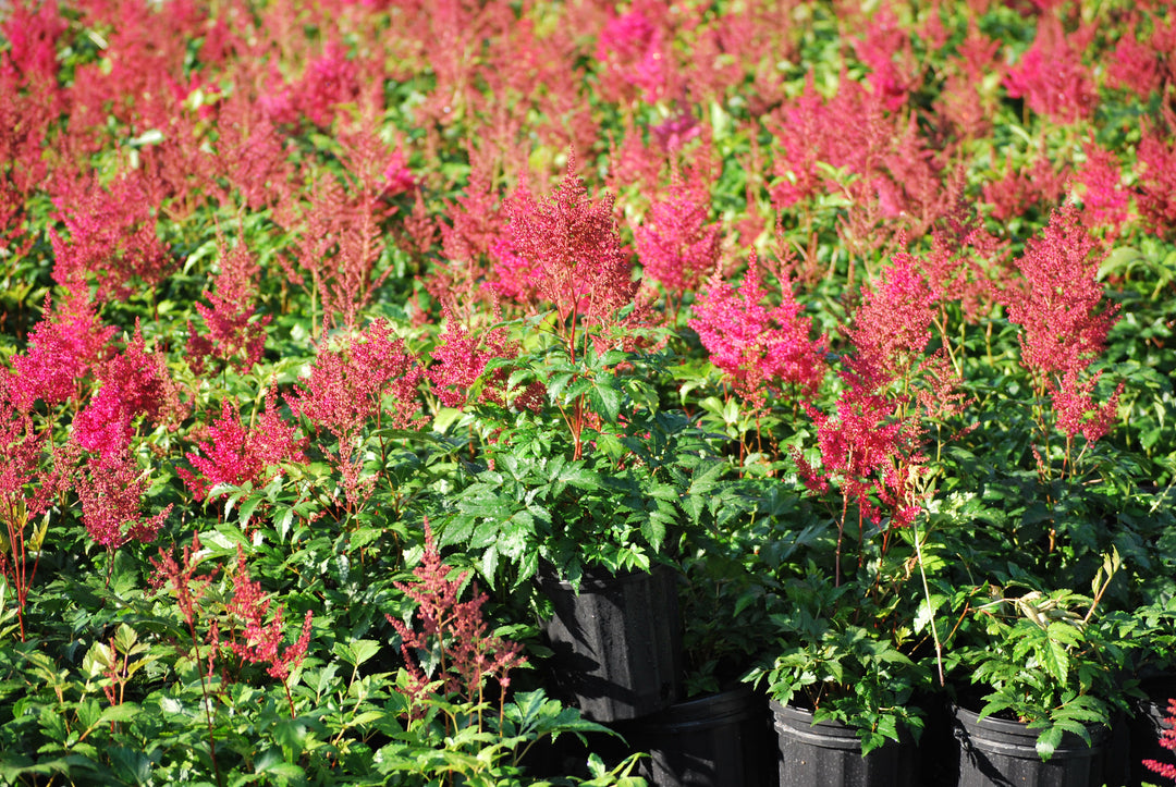 Astilbe japonica 'Montgomery' (False Spirea)