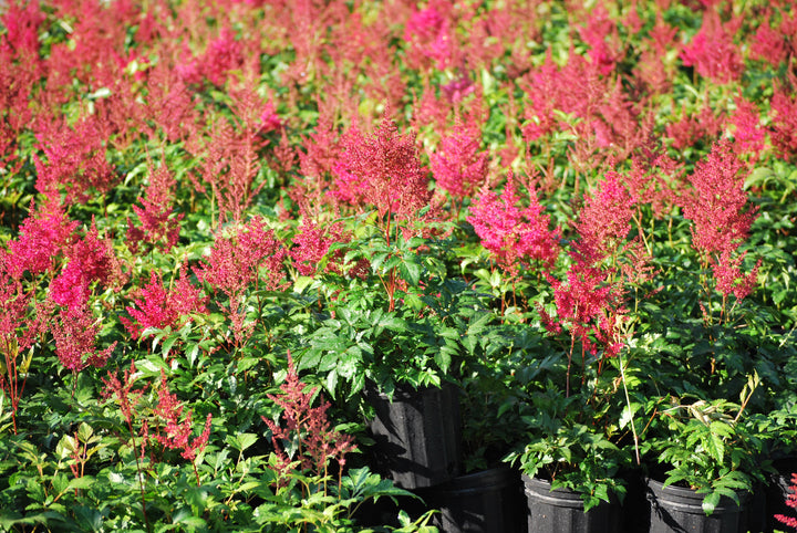 Astilbe japonica 'Montgomery' (False Spirea)