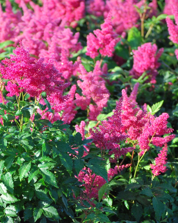 Astilbe japonica 'Montgomery' (False Spirea)
