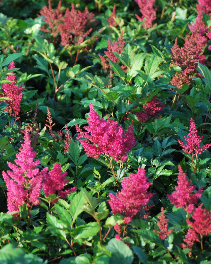Astilbe japonica 'Montgomery' (False Spirea)
