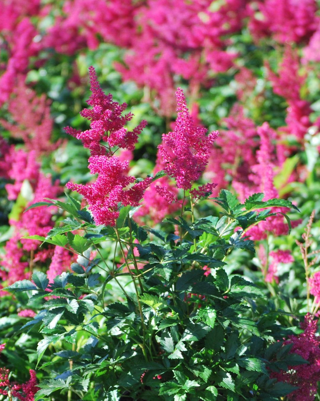 Astilbe japonica 'Montgomery' (False Spirea)