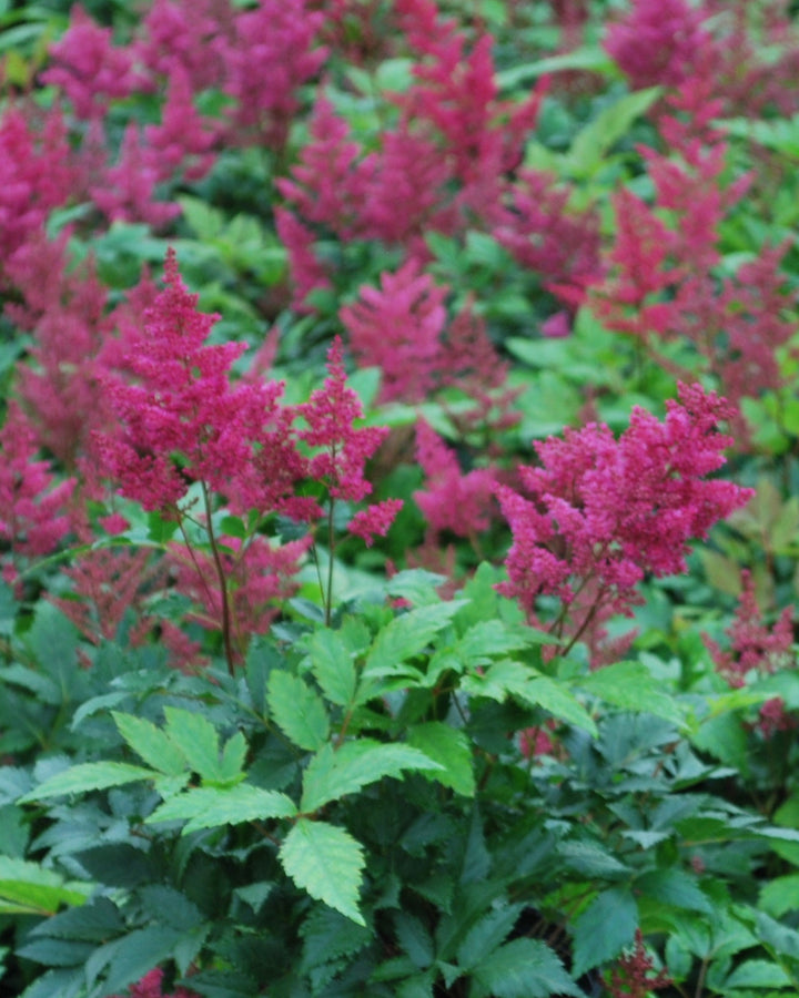 Astilbe japonica 'Montgomery' (False Spirea)