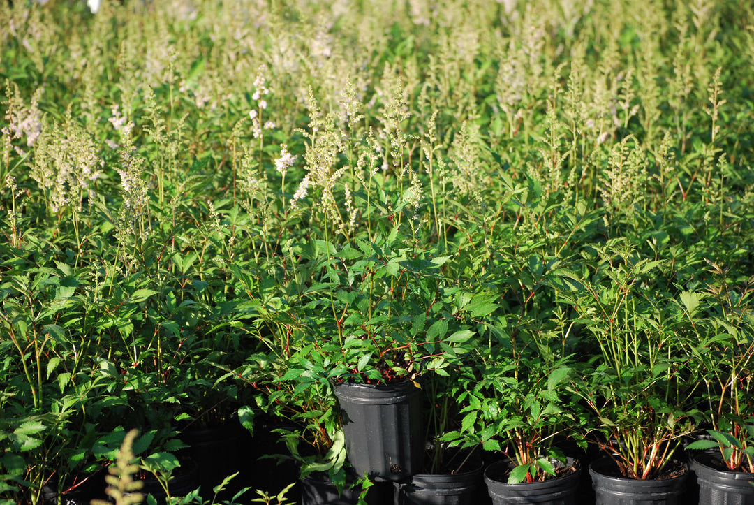 Astilbe japonica 'Peach Blossom' (False Spirea)