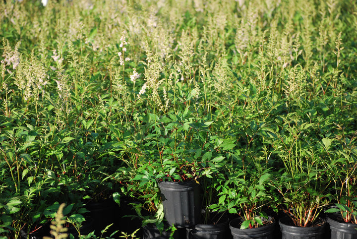 Astilbe japonica 'Peach Blossom' (False Spirea)