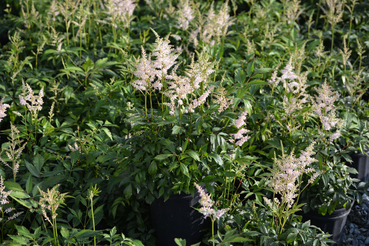 Astilbe japonica 'Peach Blossom' (False Spirea)