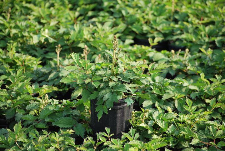 Astilbe chinensis 'Pumila' (False Spirea)