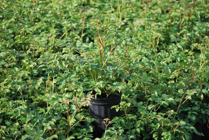 Astilbe taquetii 'Purple Candles' (False Spirea)