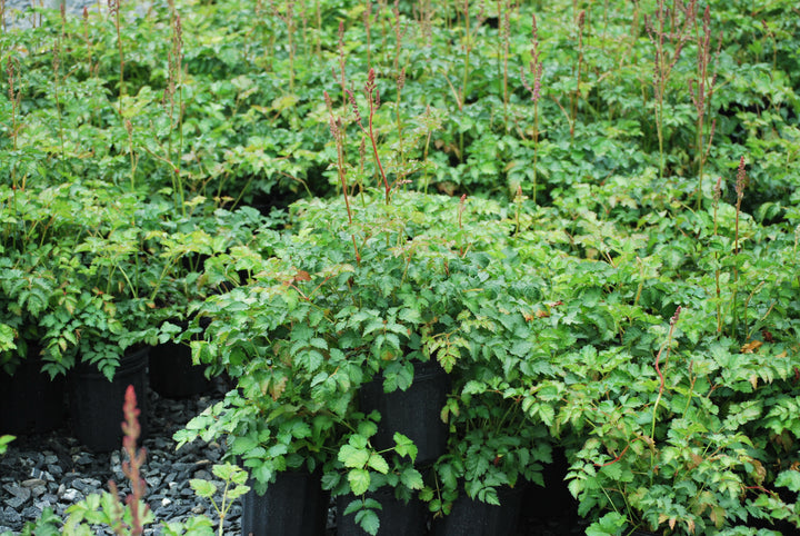 Astilbe taquetii 'Purple Candles' (False Spirea)