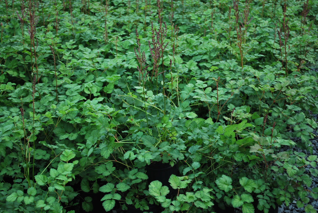 Astilbe taquetii 'Purple Candles' (False Spirea)