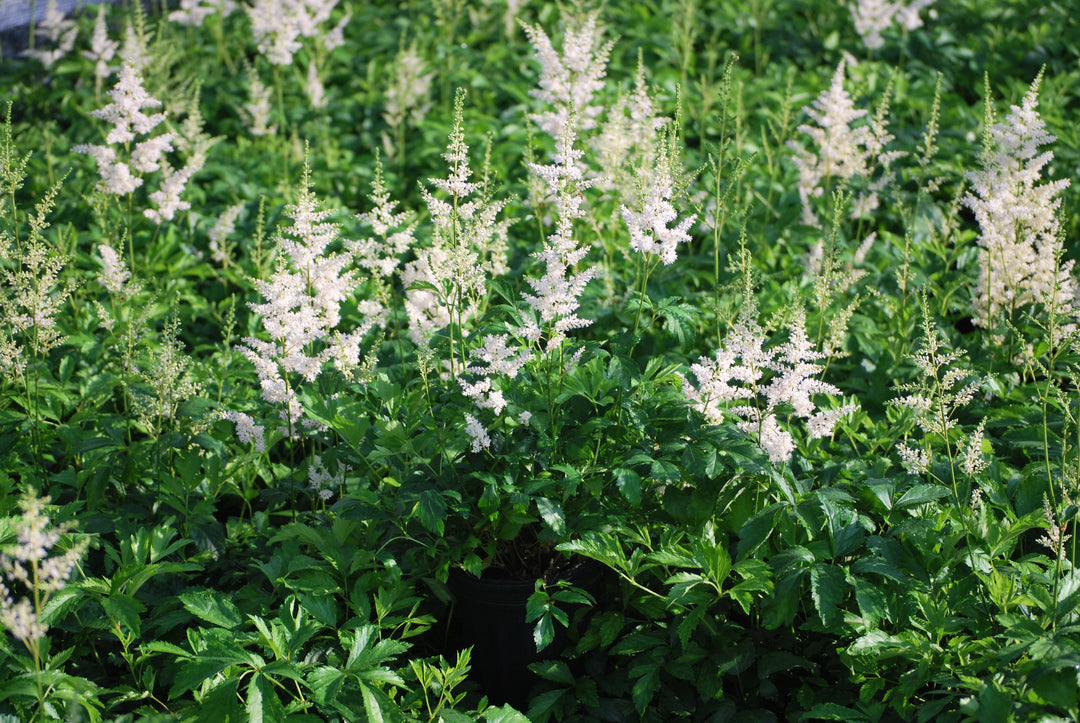 Astilbe arendsii 'Snowdrift' (False Spirea)