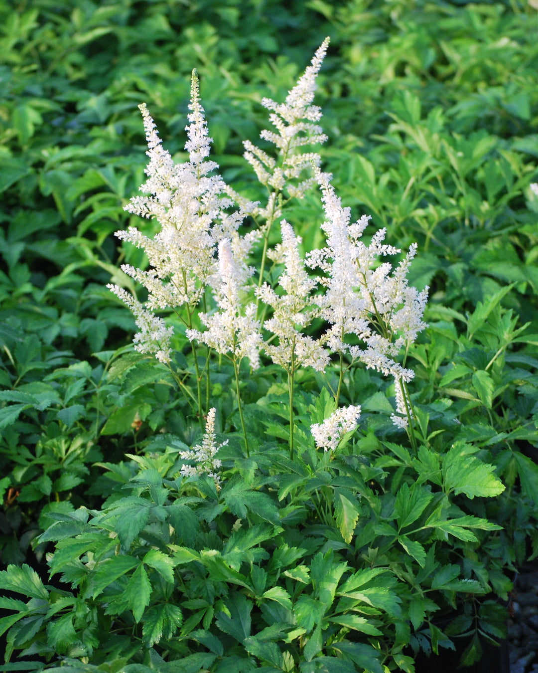 Astilbe arendsii 'Snowdrift' (False Spirea)