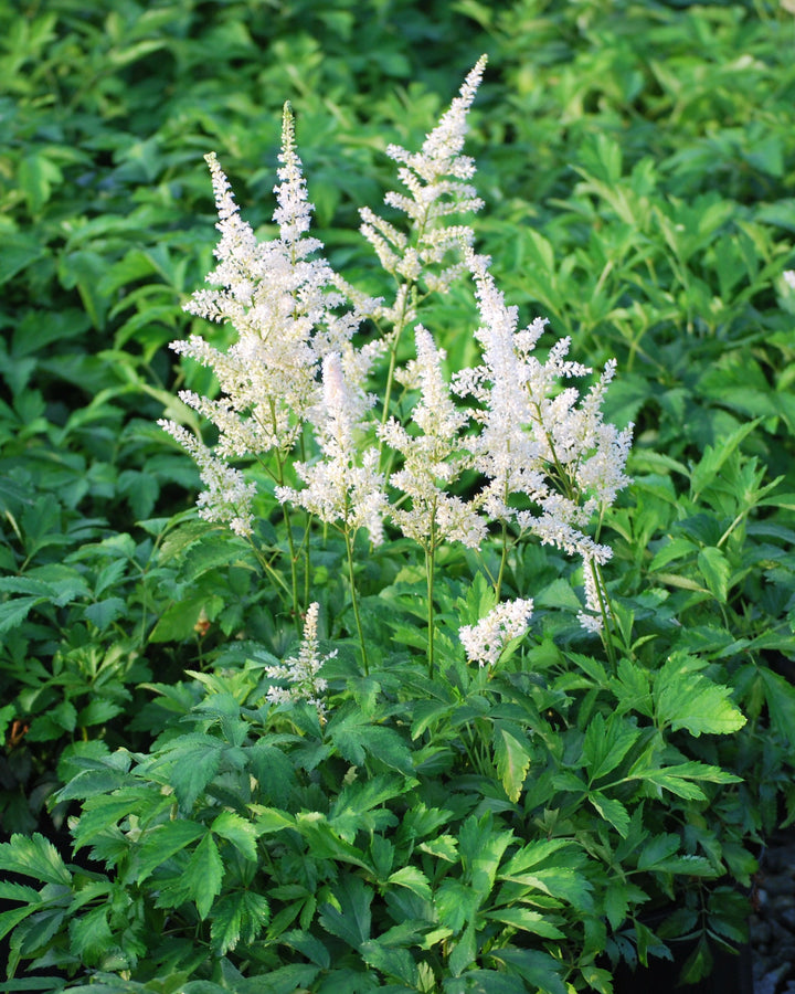 Astilbe arendsii 'Snowdrift' (False Spirea)