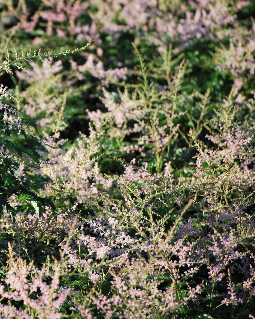 Astilbe simplicifolia 'Sprite' (False Spirea)