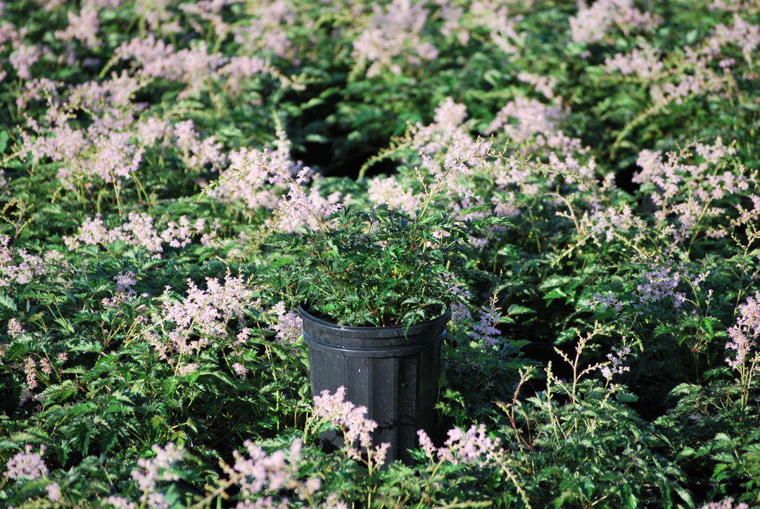 Astilbe simplicifolia 'Sprite' (False Spirea)