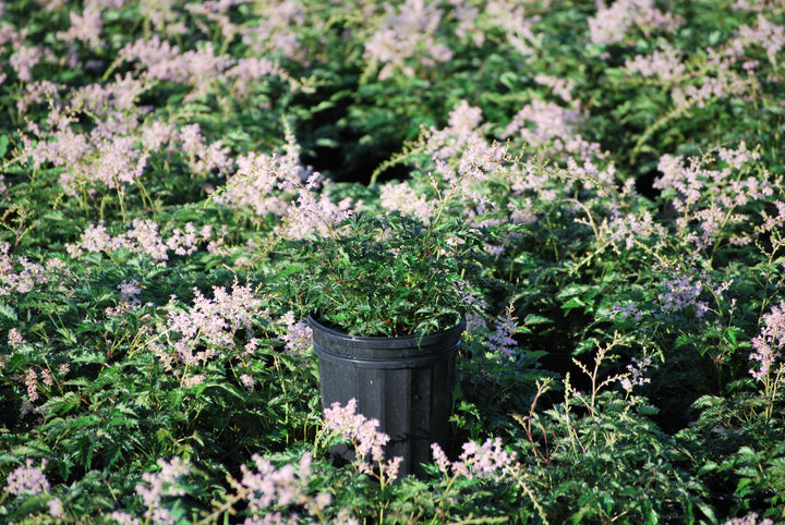 Astilbe simplicifolia 'Sprite' (False Spirea)