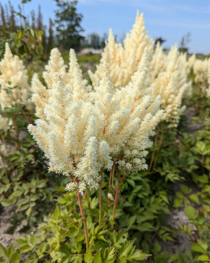 Astilbe c. ‘Vision in White Delight’ (False Spiraea)