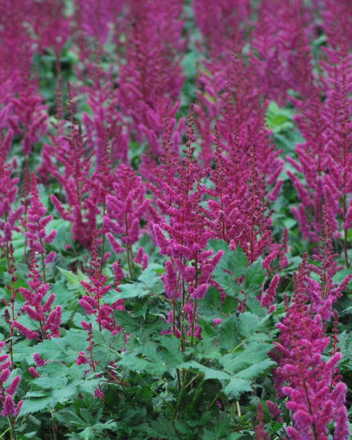 Astilbe chinensis 'Vision in Red' (False Spirea)