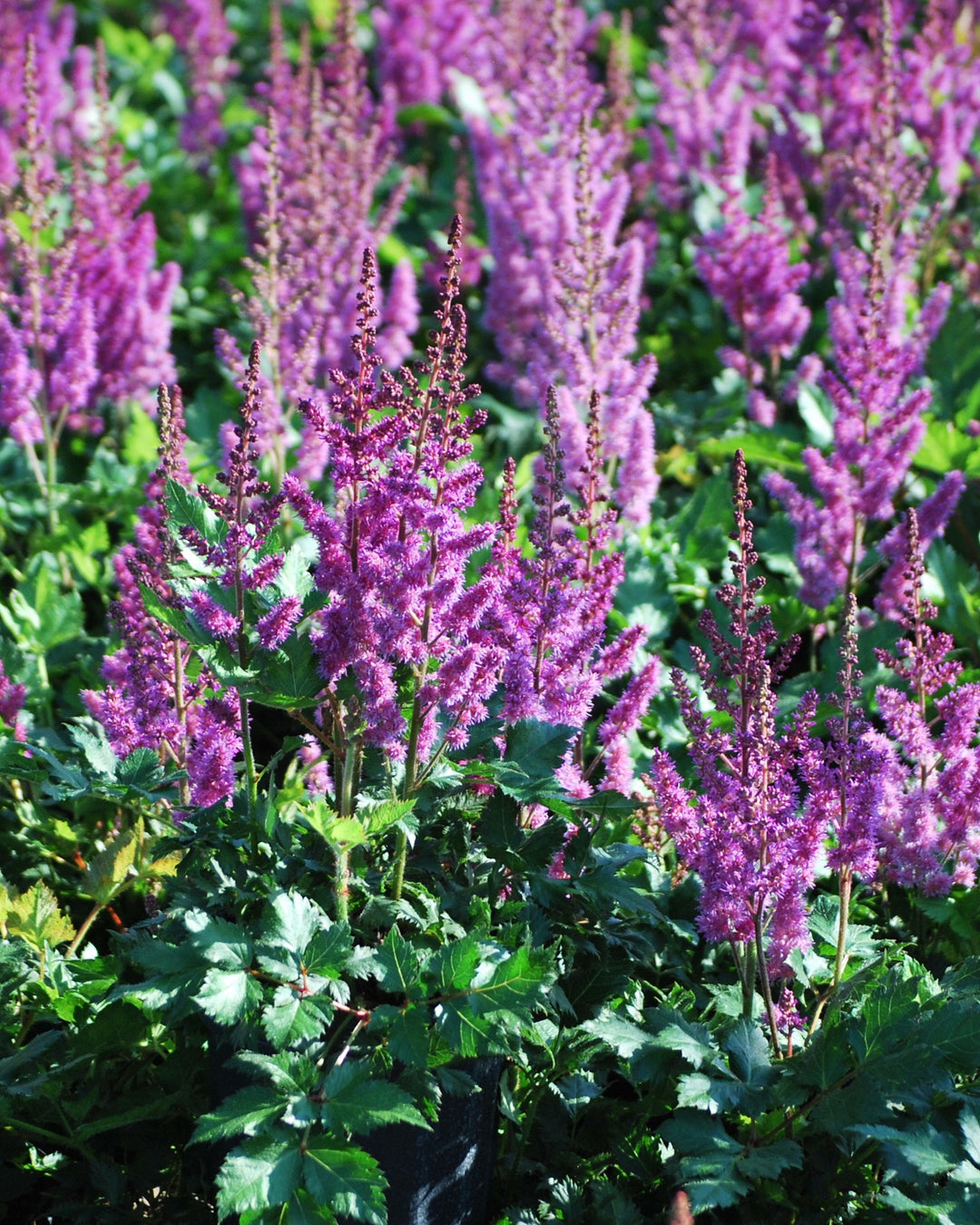 Astilbe chinensis 'Vision in Red' (False Spirea)