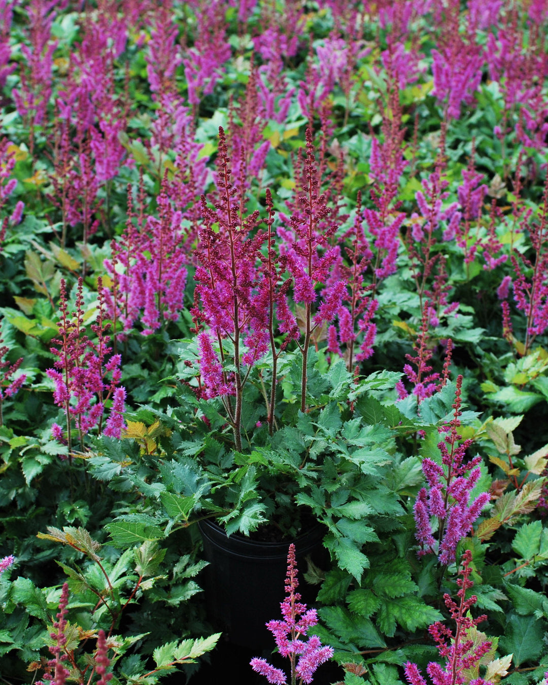Astilbe chinensis 'Vision in Red' (False Spirea)