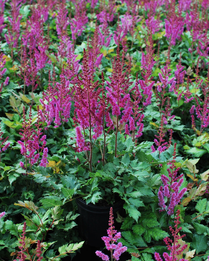 Astilbe chinensis 'Vision in Red' (False Spirea)