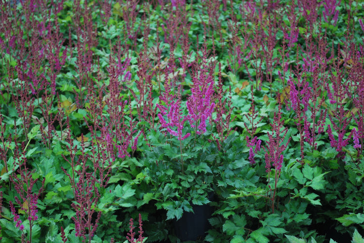 Astilbe chinensis 'Vision in Red' (False Spirea)
