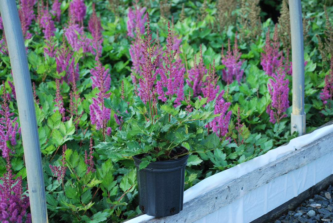 Astilbe chinensis 'Vision in Red' (False Spirea)