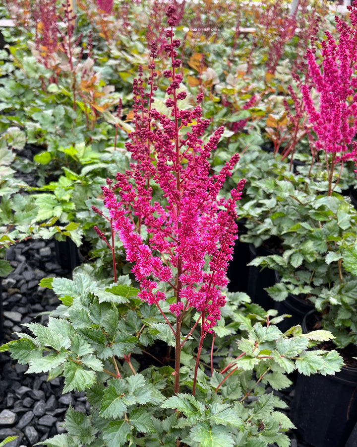 Astilbe x chinensis 'Vision Vulcano' (False Spirea)