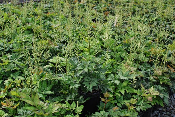 Astilbe chinensis 'Vision in White' (False Spirea)