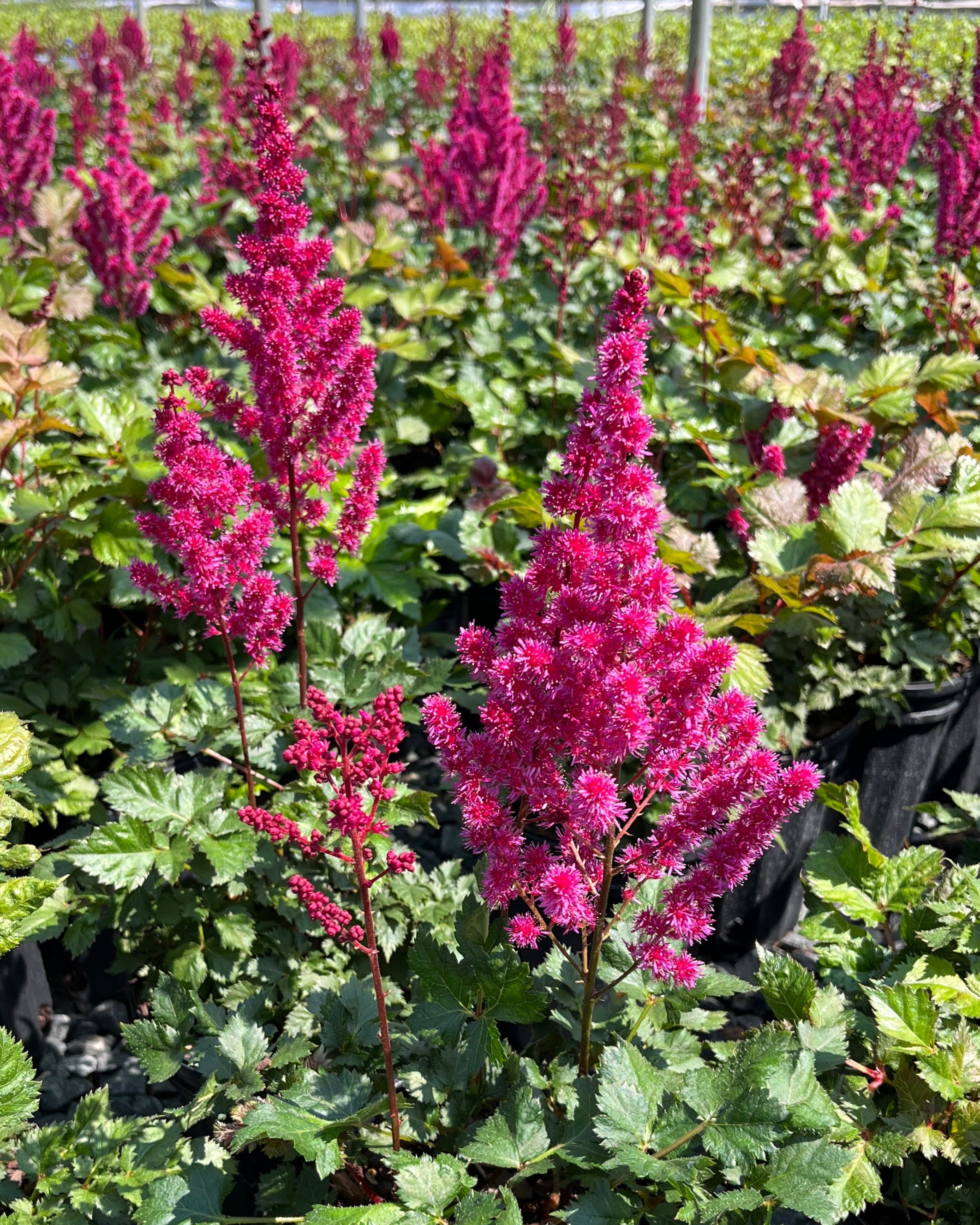 Astilbe x chinensis 'Vision Vulcano' (False Spirea) – Perennial