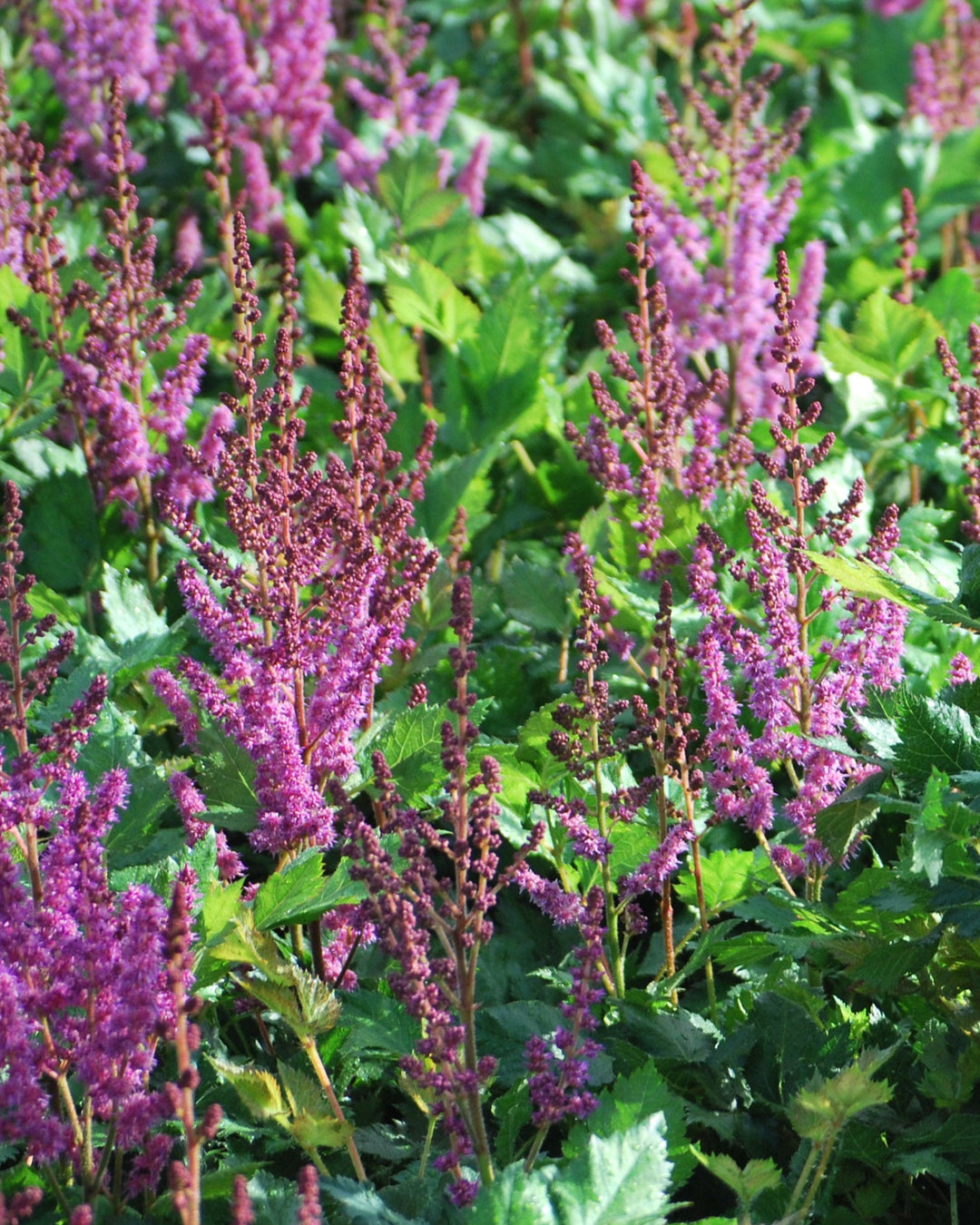 Astilbe chinensis 'Vision in Red' (False Spirea)
